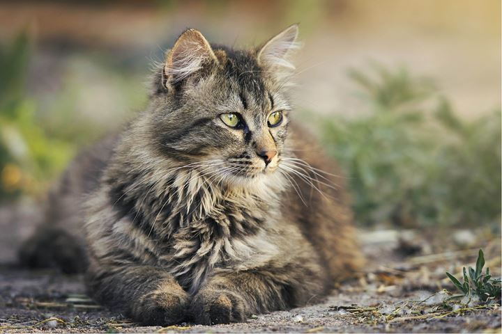 En katt med fluffig randig päls i grått, mörkgrått och vitt ligger ner på marken.