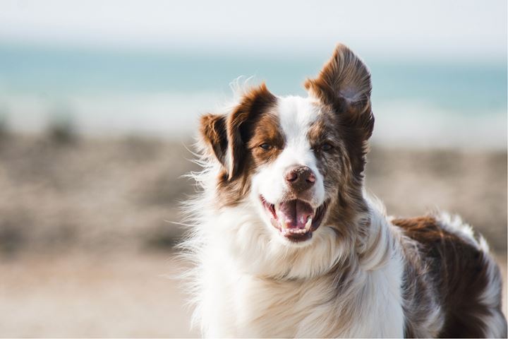 En hund med päls i vitt och bruna fläckar. Hunden har ett öra nedvikt och ser glad ut.