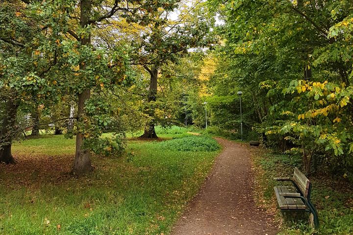 Stig som går genom grönskande park med höga träd och gröna ytor.