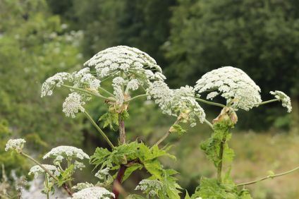 En växt med ljussgrön stam och taggiga blad samt små vita blommor samlade i en klase. Växten heter jätteloka.