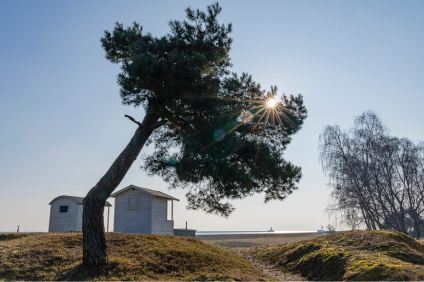 Ett stort barrträd står bakom två vita badhytter. Solen syns bakom barrträdets grenar.