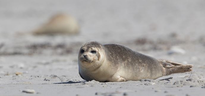 Bild på en säl på stranden