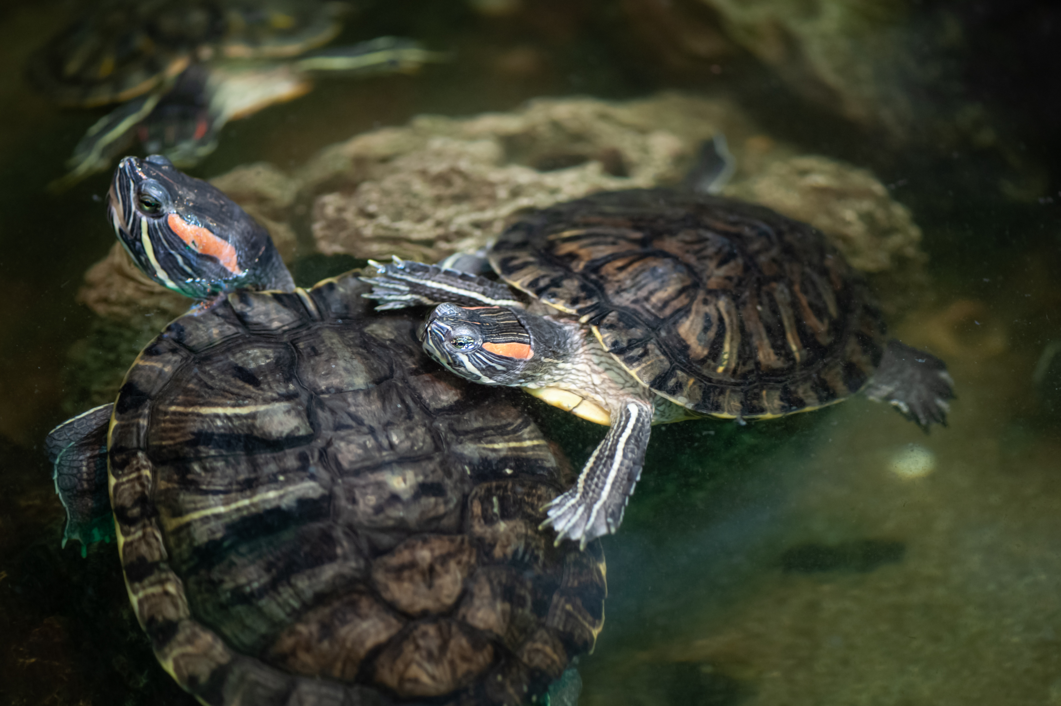 Rödörad vattensköldpadda.jpg