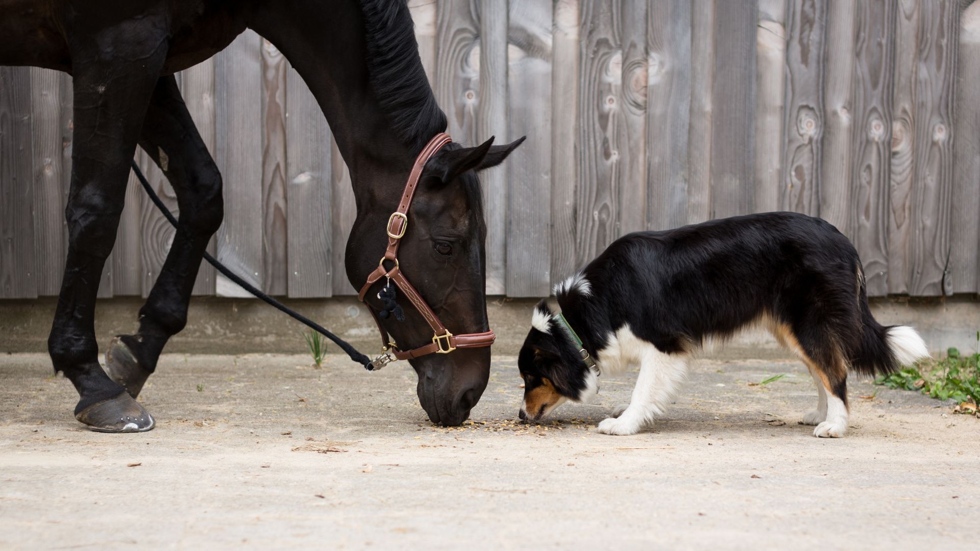 Svart häst och svartvit bordercollie luktar på marken, mittemot varandra, vid ett plank.