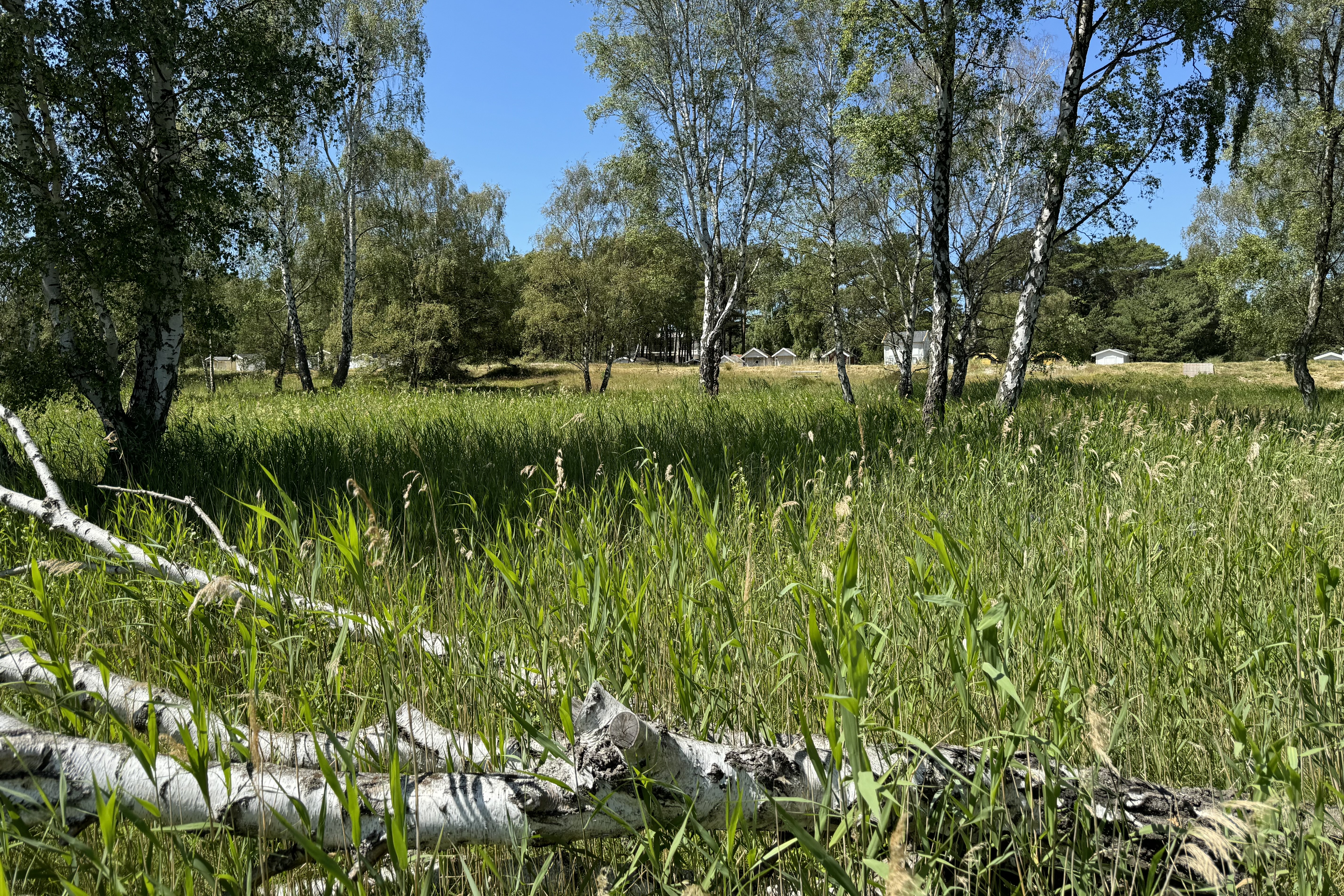 södra ljunghusen 250630 3.jpg