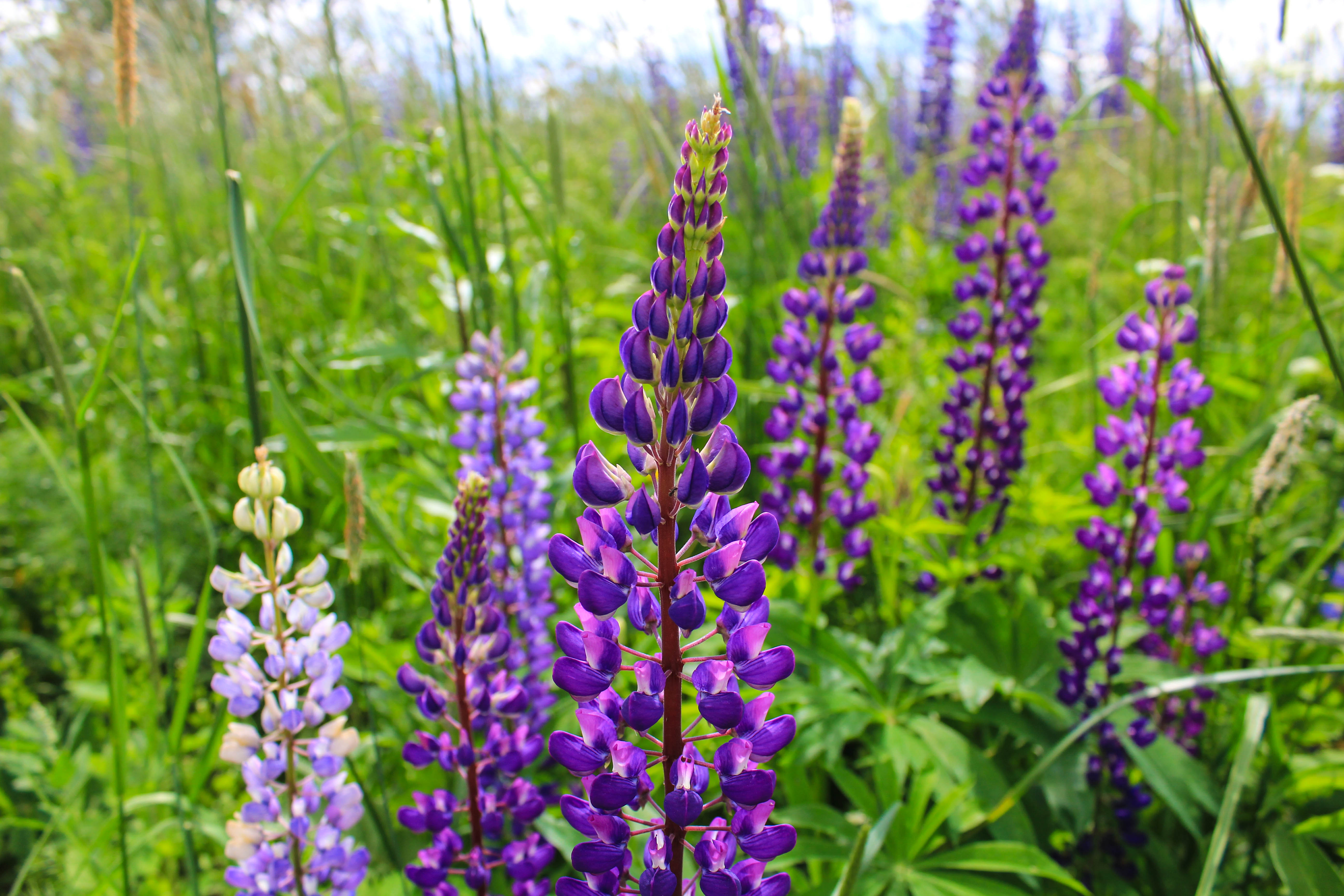 Blomsterlupin.jpg